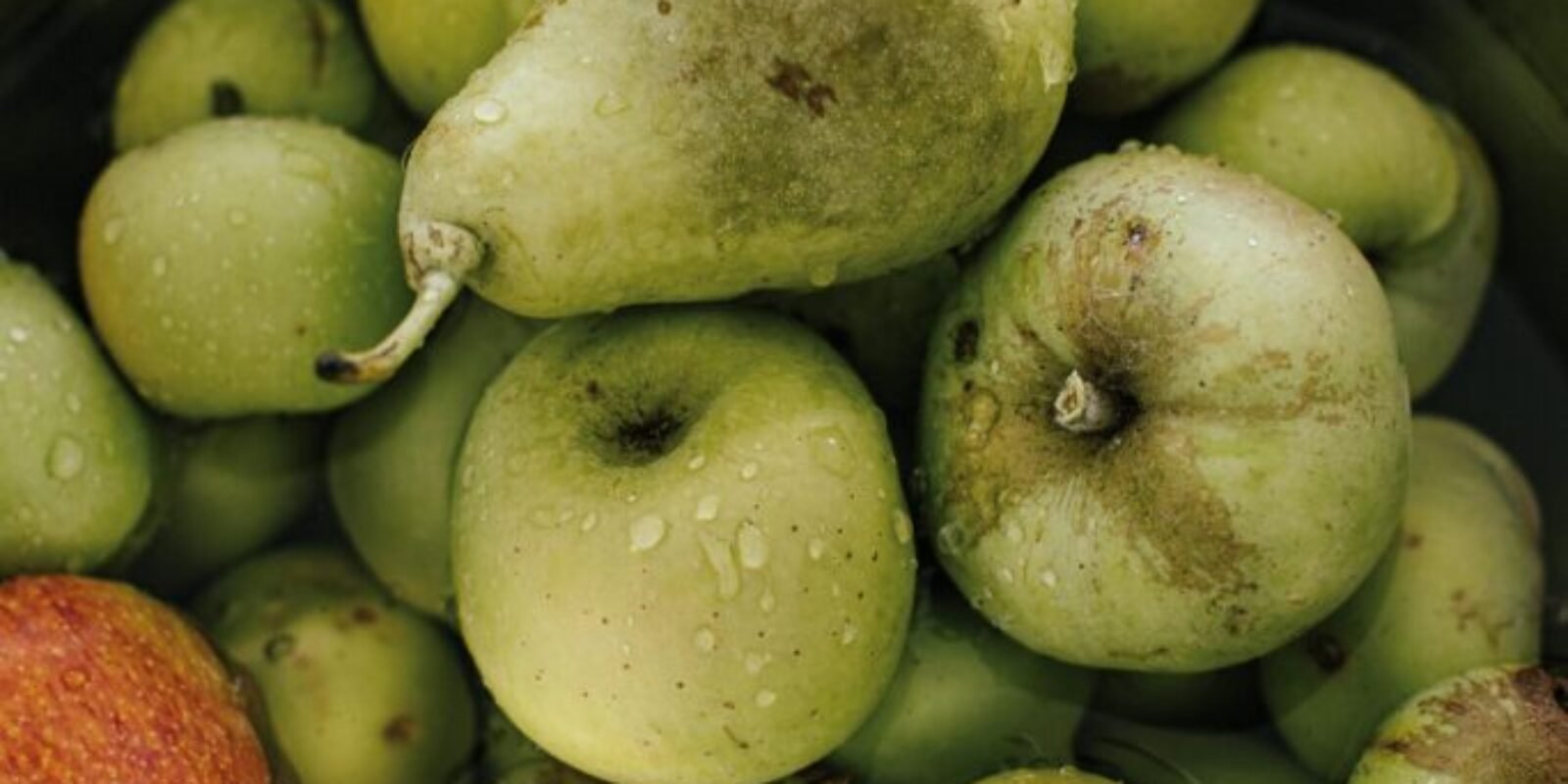 Äpfel und Birnen in einer Schüssel mit Wasser Obst mit Natron waschen